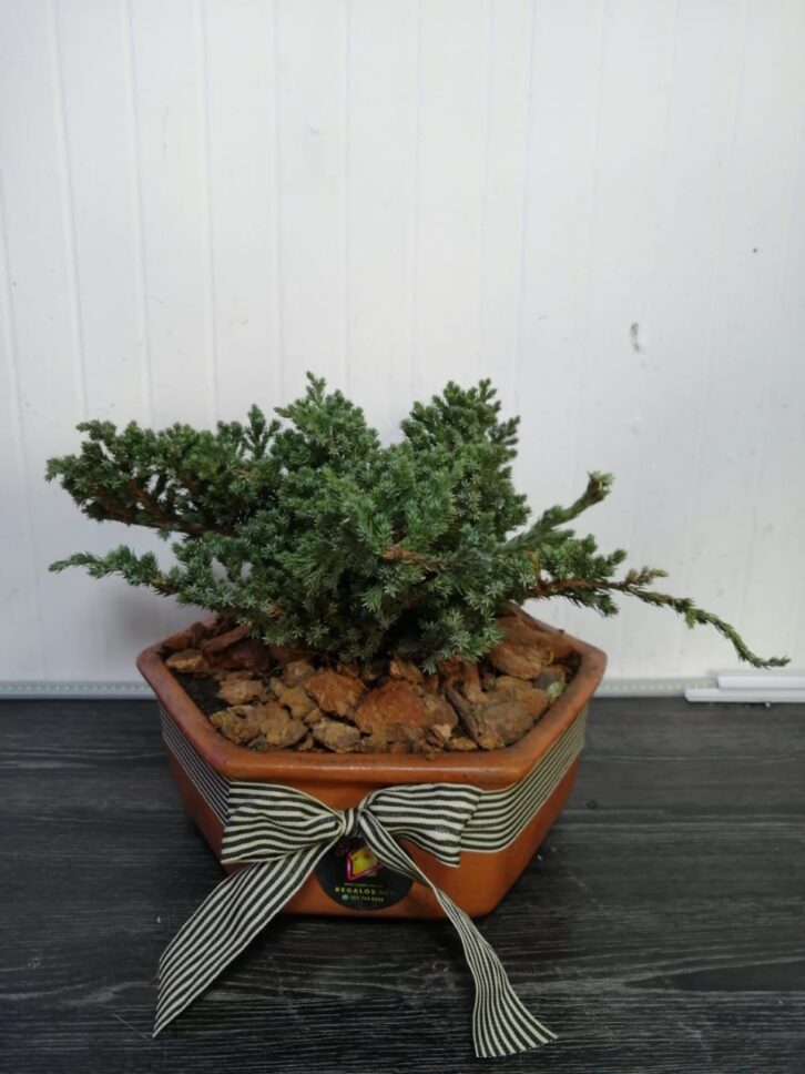 Bonsai pino san martin en maceta decorada